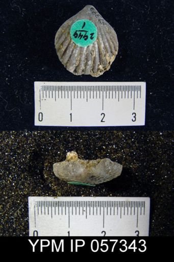 Uncinulus sp.