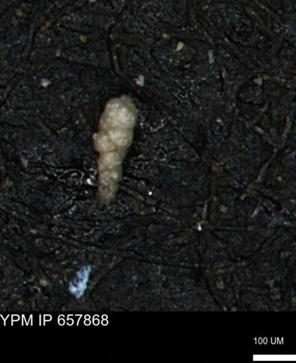 Verneuilinoides kansasensis