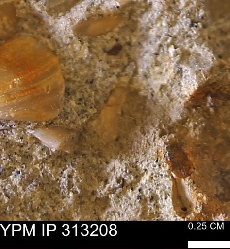 undet. Bivalvia