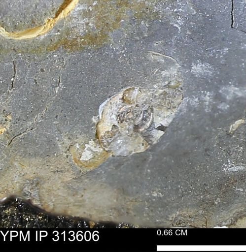 undet. Ammonoidea