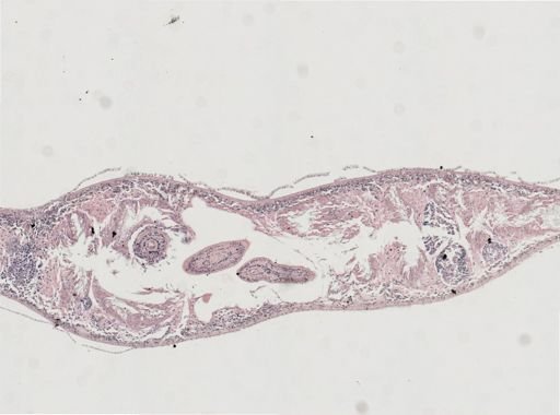 Phagocata gracilis