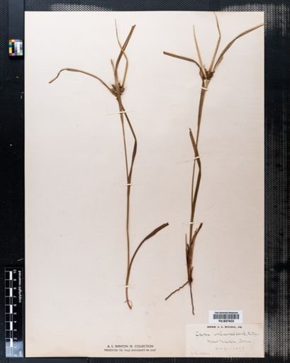 Carex intumescens
