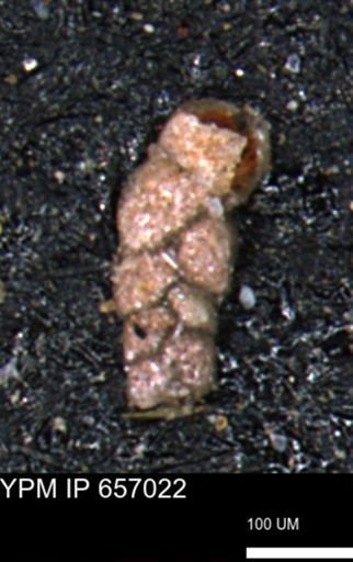 Ammobaculoides whitneyi