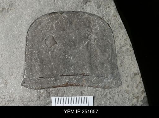 Eurypterus sp.