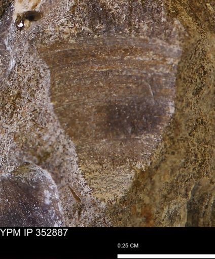undet. Mollusca