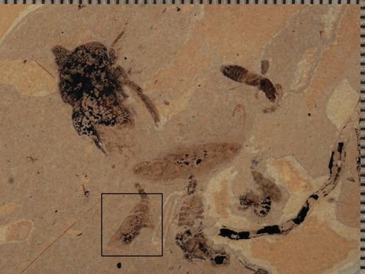 Auchenorrhyncha?