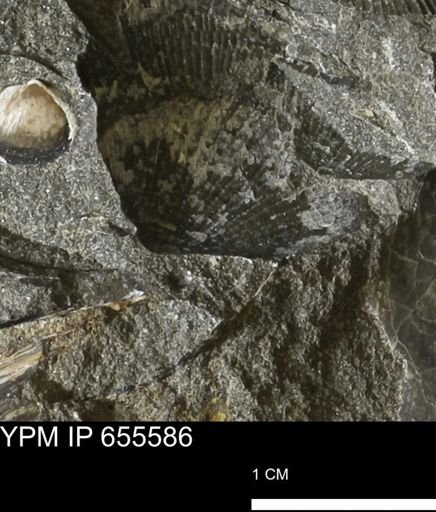 Oxytoma (Hypoxytoma) nebrascana