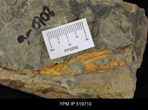 undet. Eocrinoidea