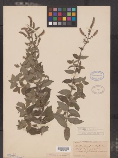 Mentha longifolia