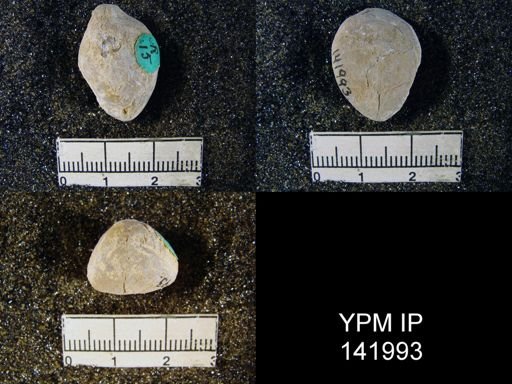 Spirigerella praelonga