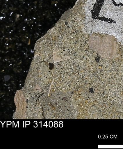 undet. Scaphopoda