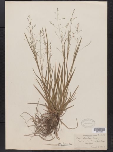 Poa alsodes