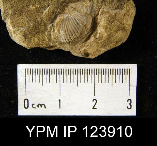 undet. Brachiopoda