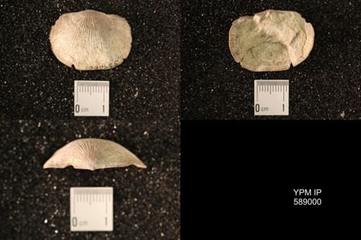 Dinorthis subquadrata