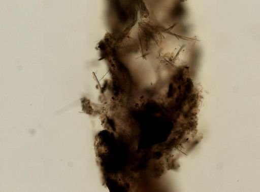 Haliclona (Reniera) sp.