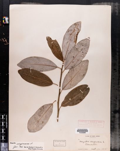 Magnolia virginiana