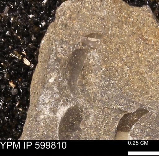 Protocardia subquadrata