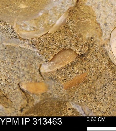 Corbicula