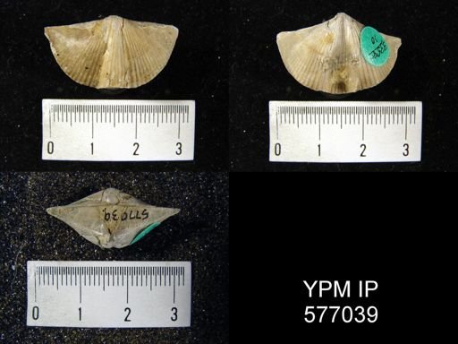 Spirifer whitneyi