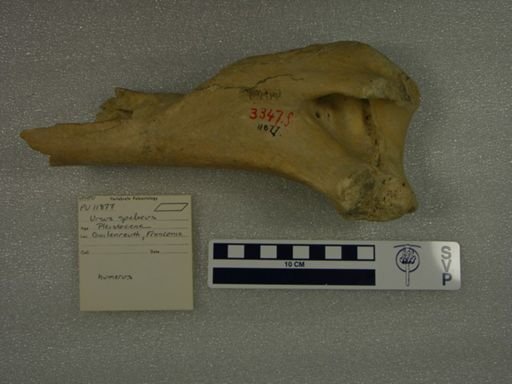 Ursus spelaeus