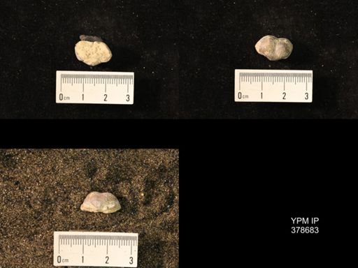 Marginifera wabashensis