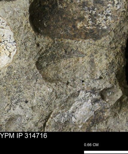undet. Scaphitidae