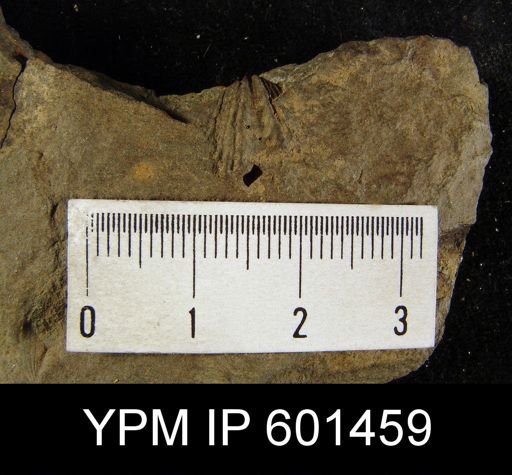Spinocyrtia sp.