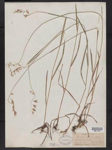 Bromus kalmii