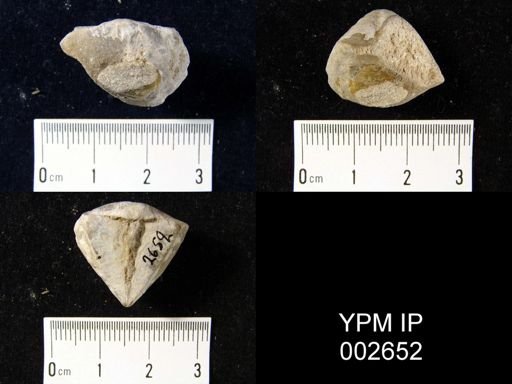 Cyrtia simplex