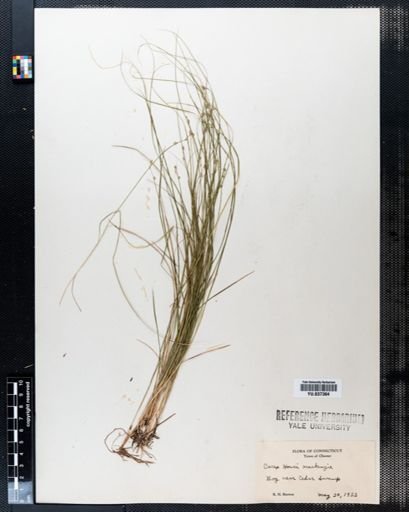 Carex howei
