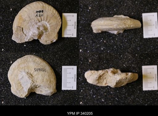 Brancoceratidae?