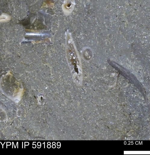 Serpulidae