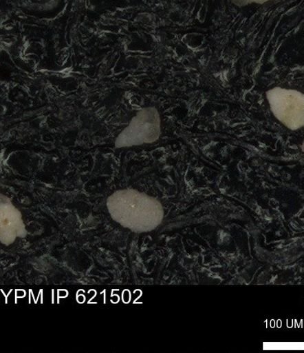 undet. Heterohelicidae