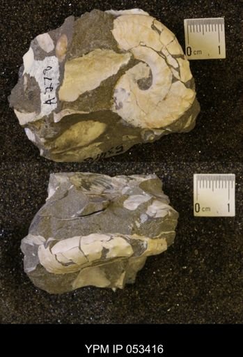 Discoscaphites conradi