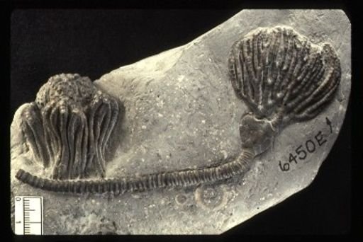 Cyathocrinites multibrachiatus
