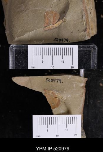 undet. Arthropoda