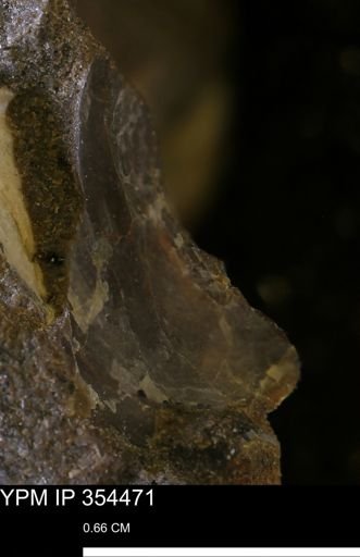 undet. Mollusca