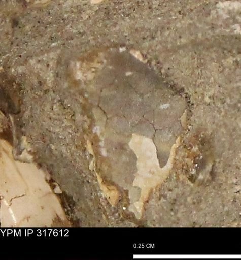 undet. Mollusca