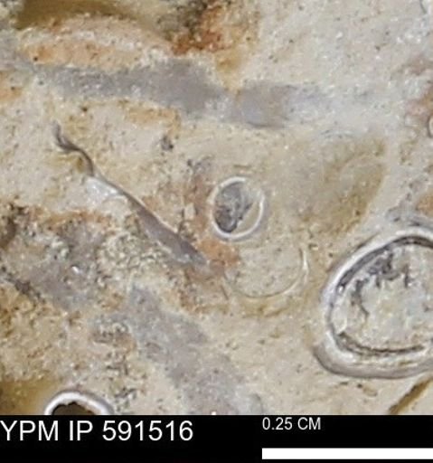 Serpulidae