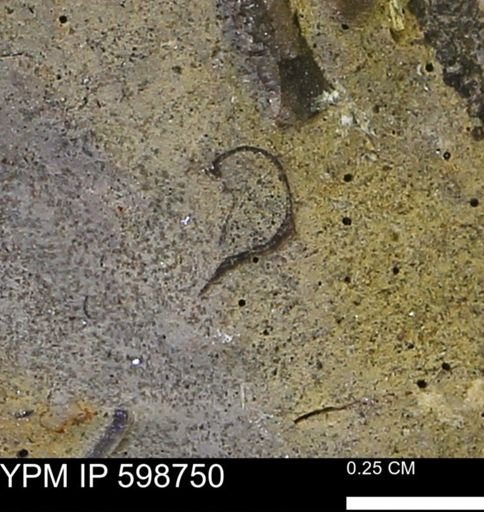 undet. Mollusca