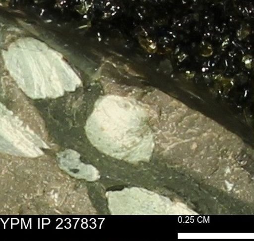 Limopsis striatopunctatus