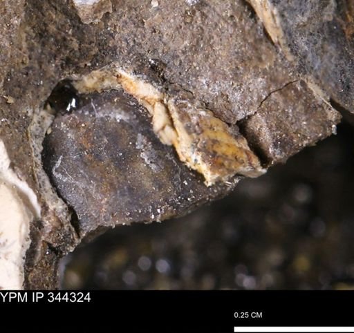 undet. Bivalvia