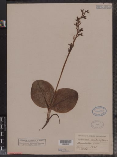 Habenaria hookeri