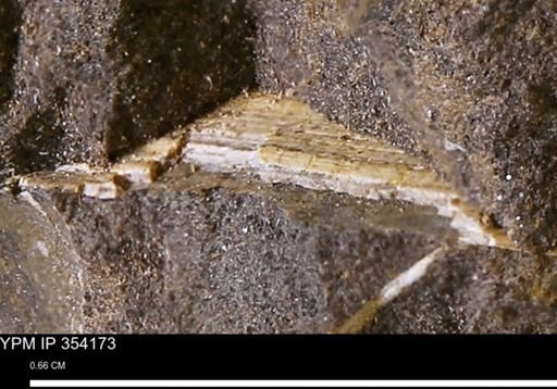 undet. Bivalvia