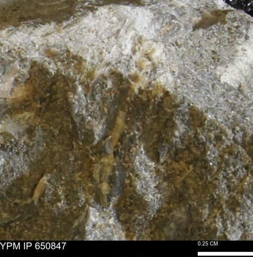 undet. Bivalvia
