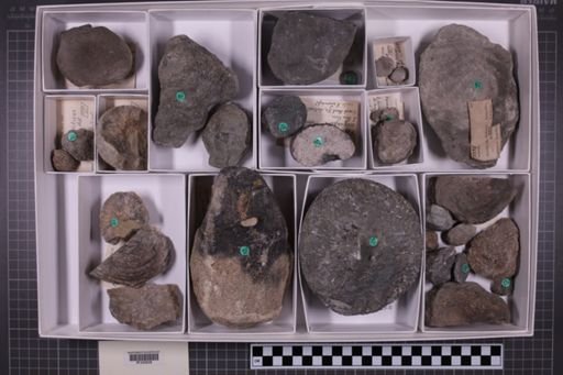 mixed taxa, stratigraphic collection