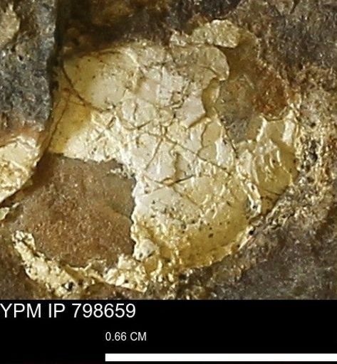 Dosiniopsis sp.