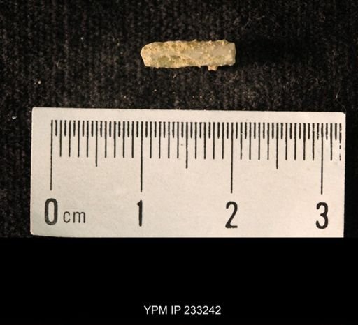 Archaeocidaris sp.
