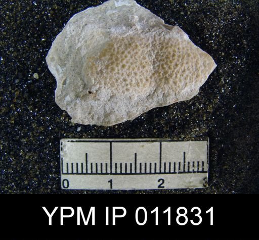 Aulosteges guadalupensis