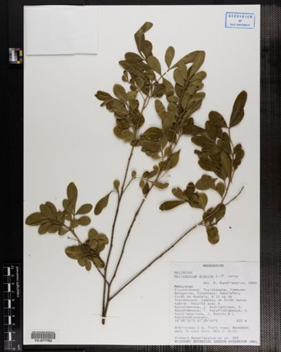 Plantae